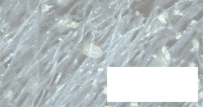 29ed47861c5efa67117dce17b0faa121_b605f7e6bfe04c55826f47211ceae2a1.gif