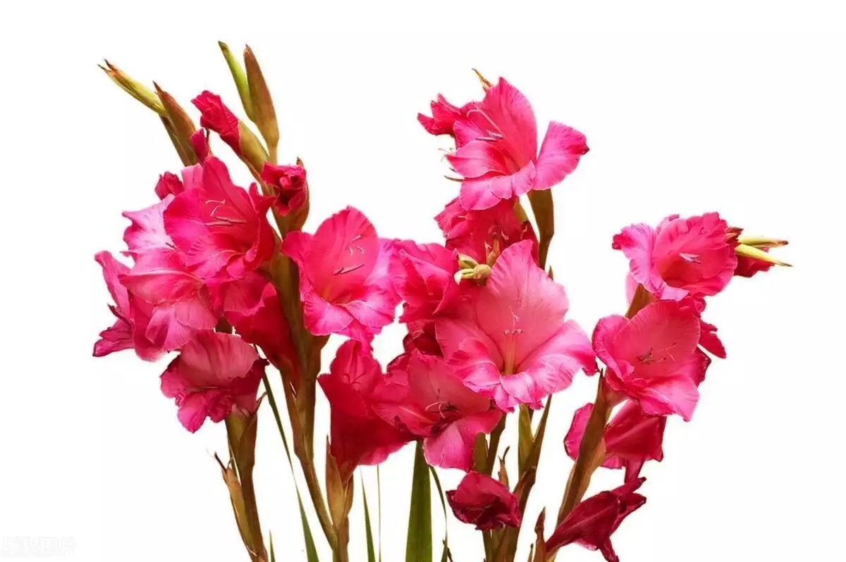 t01b80e531b4302ab9f.webp.jpg