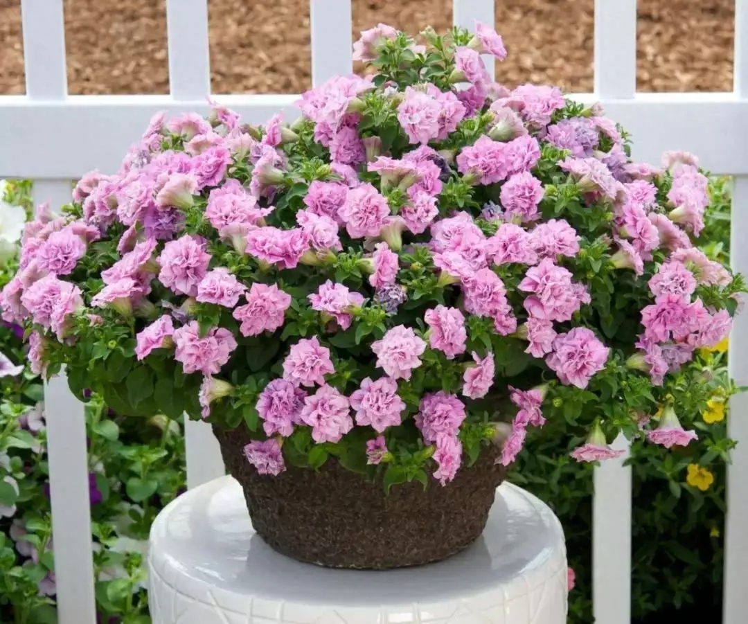 t01ec16710ee5b8b8b5.webp.jpg